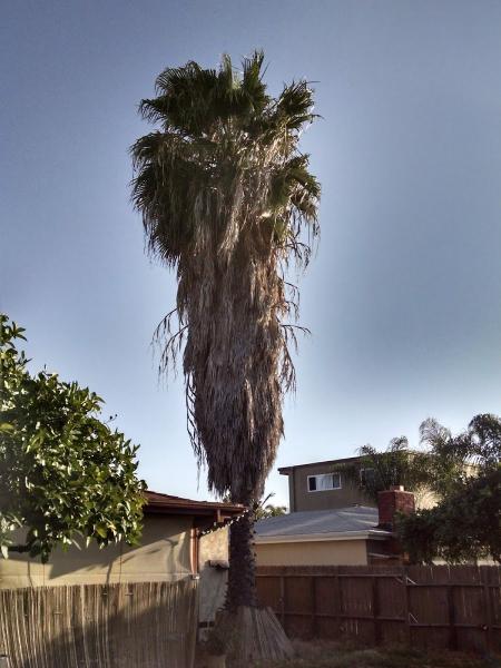 Native Tree Care
