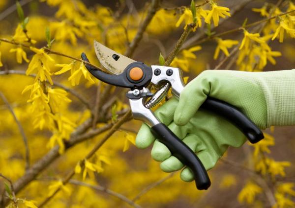 Orem Tree Experts