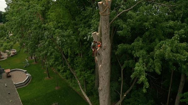 Oakland Tree Service LLC