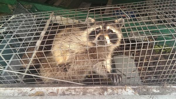 Trap Kings Animal Trapping & Pest Control Services