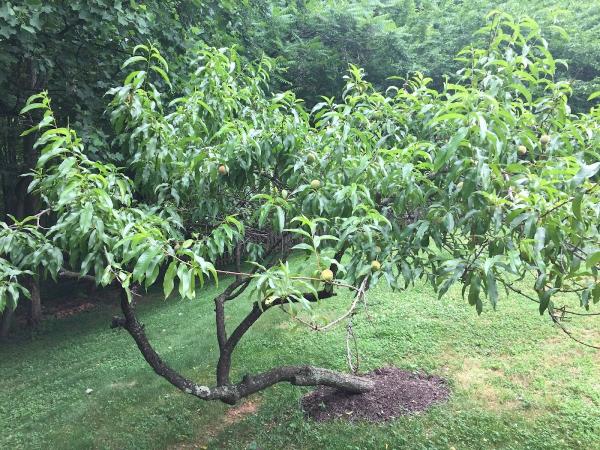 Subtropic Tree Care & Removal Service