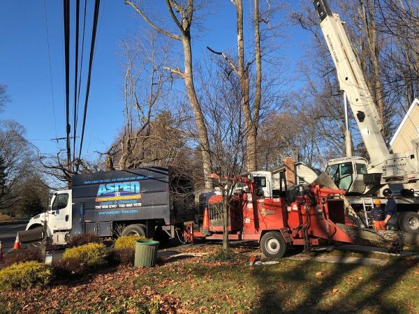 Aspen Tree Expert Co.
