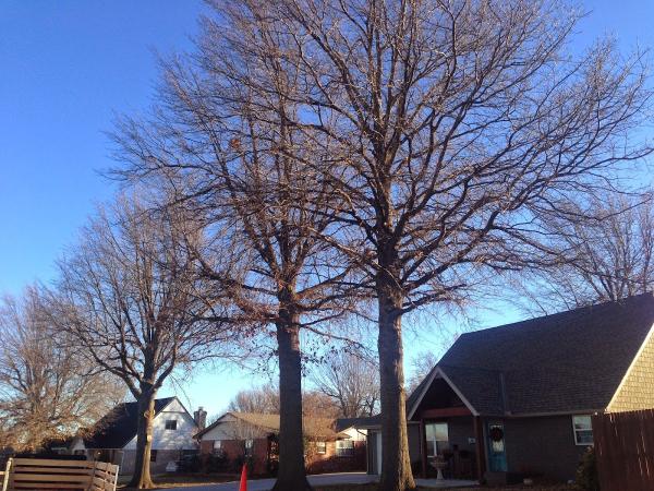 Experienced Professionals Tree Service