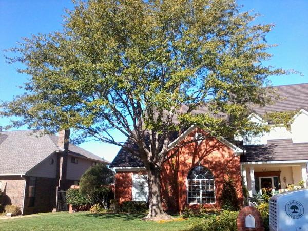 Experienced Professionals Tree Service