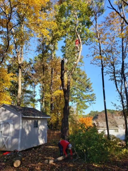 Woodpecker Tree Trimming and Removal Services