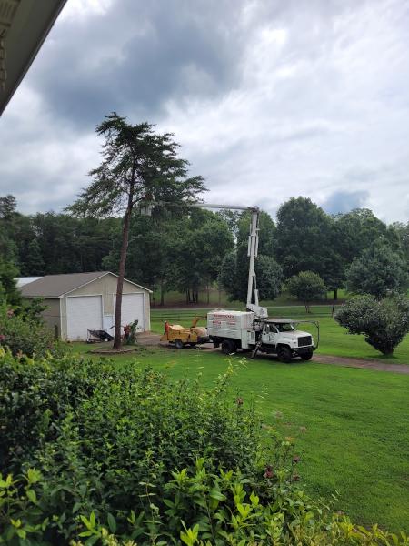 Woodpecker Tree Trimming and Removal Services