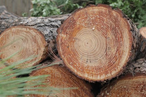 Quality Tree Service DFW