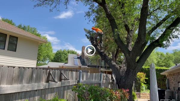 Quality Tree Service DFW