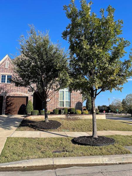 Quality Tree Service DFW