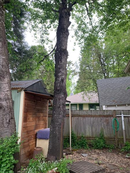 A-1 Ron's Tree & Stump Removal