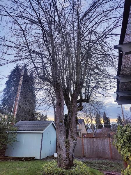 A-1 Ron's Tree & Stump Removal