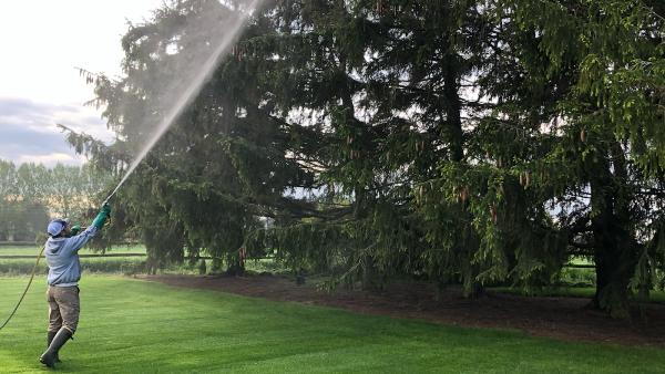 Evergreen Lawn and Tree LLC