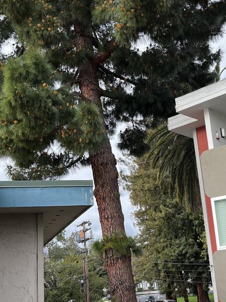 Brothers Services Tree Care Inc