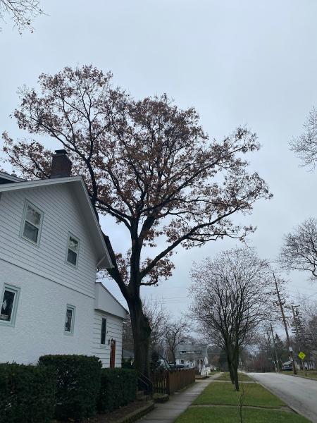 Royal Oaks Tree Care Inc.