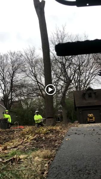 Royal Oaks Tree Care Inc.