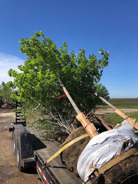 Royal Oaks Tree Care Inc.