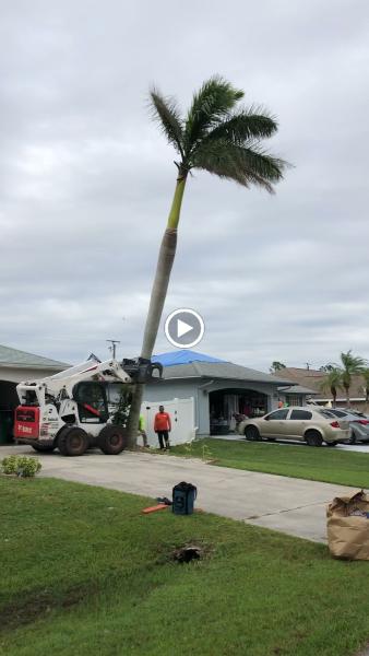 Stallion Tree Professionals