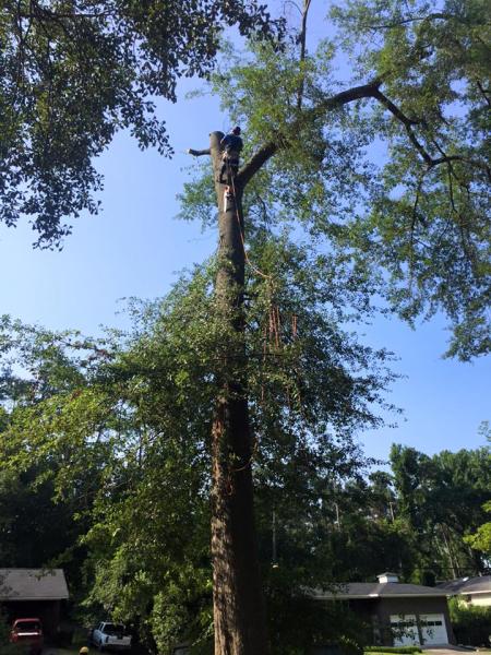 Stallion Tree Professionals