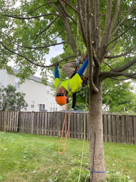 Ducks Tree AND Stump Service