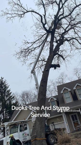 Ducks Tree AND Stump Service
