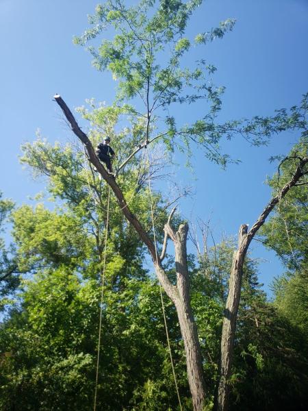 Quinlan Tree Service