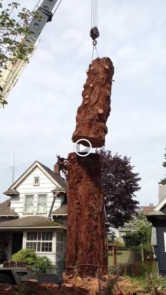 Ranger Tree Experts Inc.