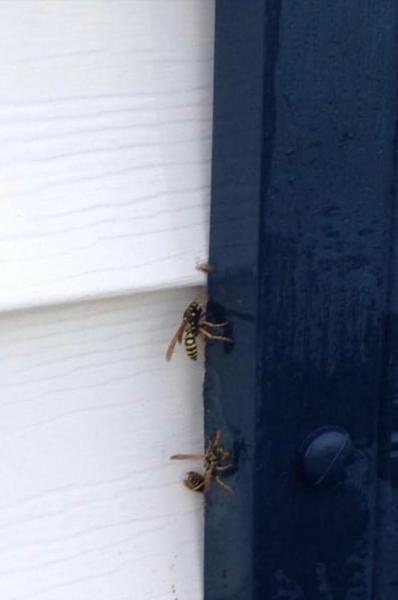 America's Pest X