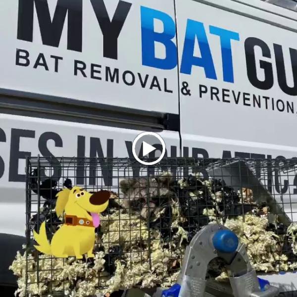Bat Removal and Prevention