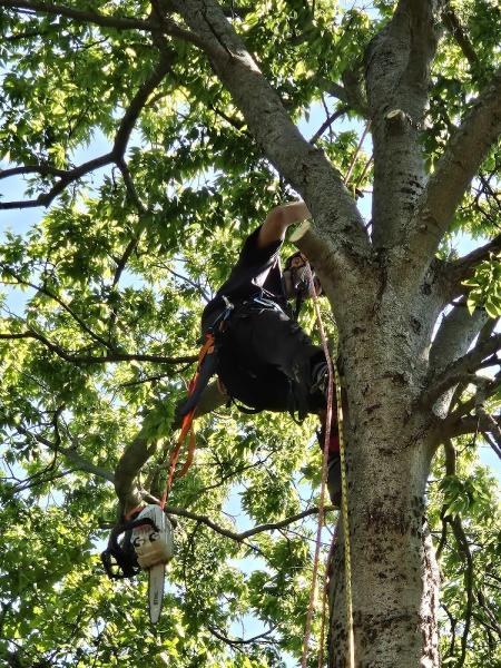 Prichard Tree Care