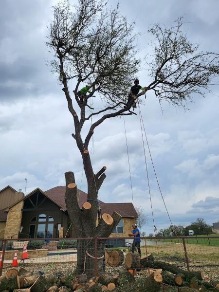 Tree Addicts