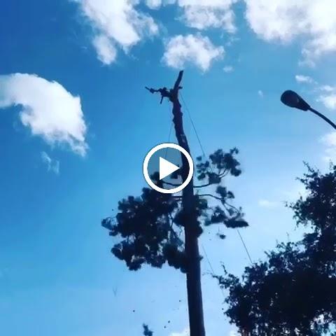 Colorado Tree Care Service