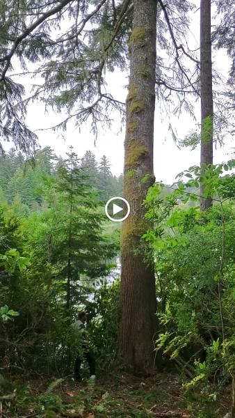 Wild Geese Tree Care LLC