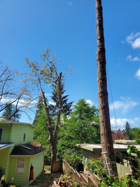 Wild Geese Tree Care LLC