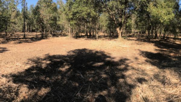Southeast Land Clearing