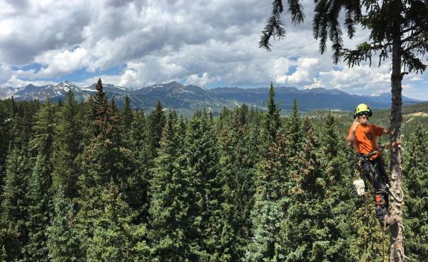 Iron Spruce Tree Care