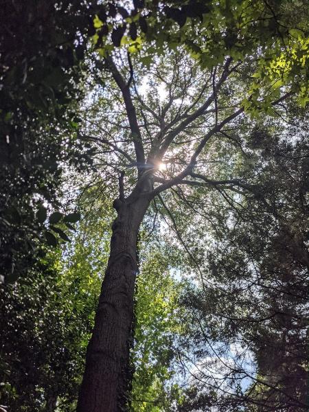 Swamp Rabbit Tree Co