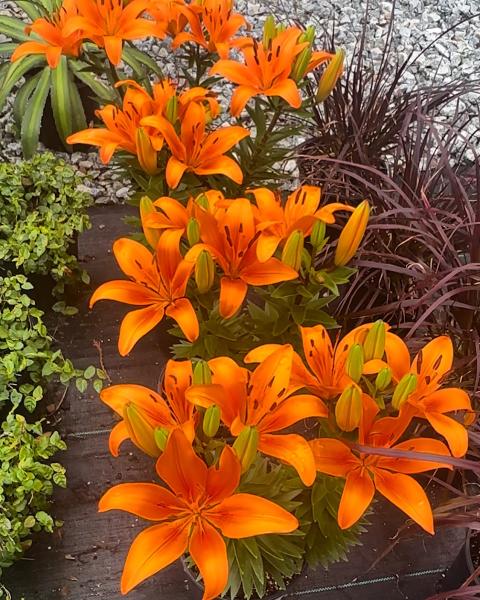 Southern Oaks Nursery & Landscaping