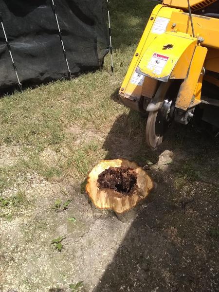Stumps by Frank