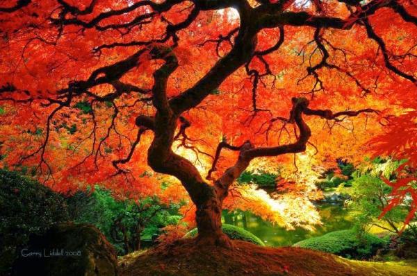 Simply Arbor Tree Care