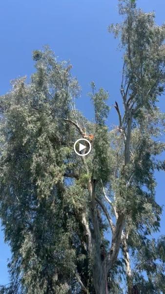 MAG Tree Service Inc.