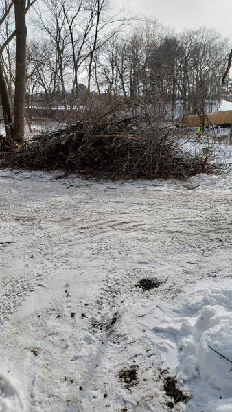 Ed's Buckthorn Control