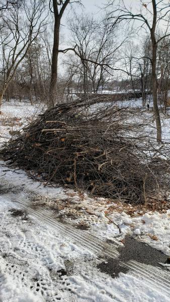 Ed's Buckthorn Control
