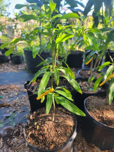 Confident Nursery Tropical Trees