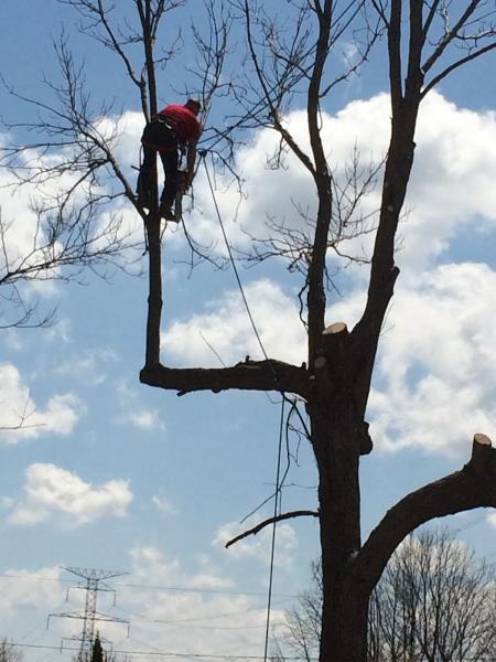 Mills Tree Care LLC