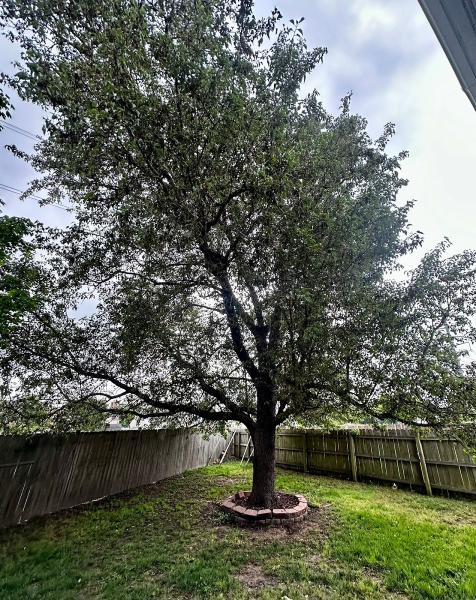 Arbor Experts