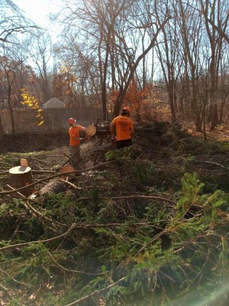 Highland Tree Services Jrfv