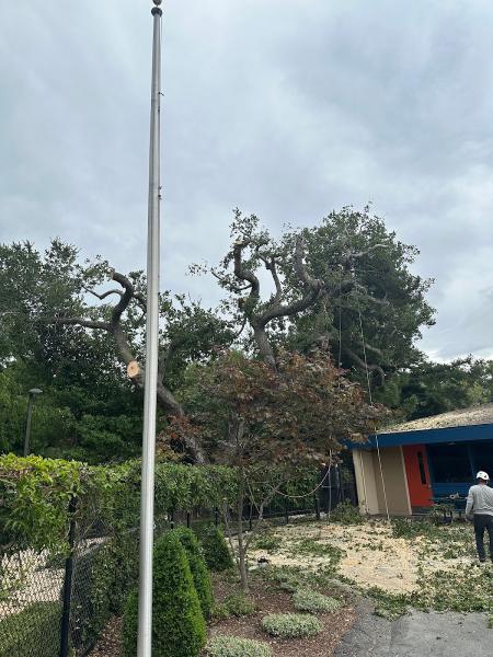 Cavara Tree Services