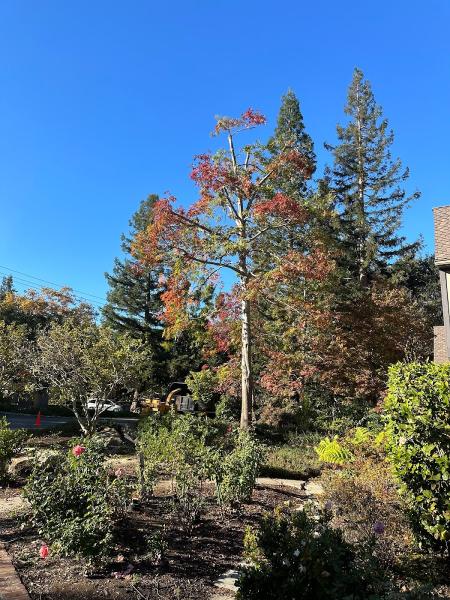 Cavara Tree Services