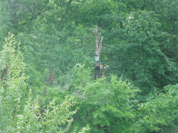 Grove Park Tree Care
