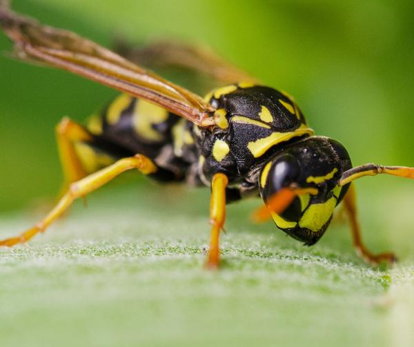 Environmental Pest Solutions